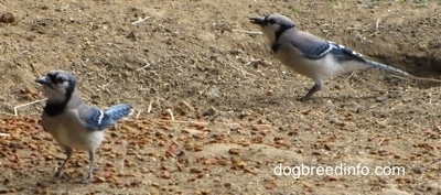 Two Blue Jays walking around on dirt