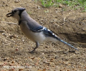 Blue Jay standing in dirt, with a cat food in its mouth, and a hole in the ground behind it