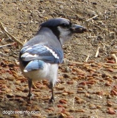 Blue Jay walking away with cat food in its mouth