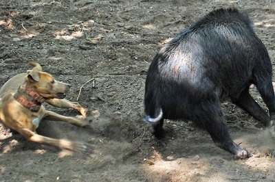 A medium-sized tan with white dog is skidding sideways near a hog that is much larger than the dog.