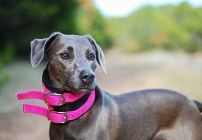 Blue Lacy Dog Breed Pictures, 1