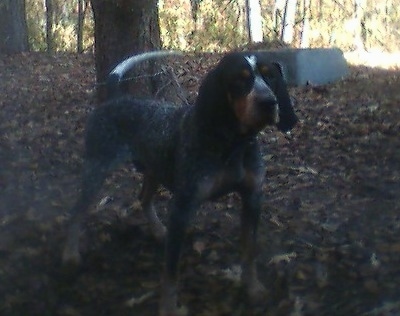 Xerxes the Bluetick Coonhound standing outside in front of a tree in a bunch of leaves