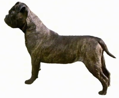 The left side of a brindle Bonsai Bulldogge puppy that is standing across a white background