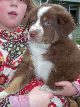 Close Up - The left side of a brown with white Border-Aussie Puppy that is sitting in the arms of a Child