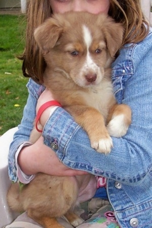 Close up - The right side of a tan with white Border-Aussie puppy that is  being hugged by a little girl
