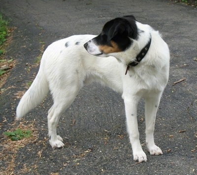 A large breed, tricolor white and black ticked with tan mix breed dog is standing on a black top and it is looking back behind itself.