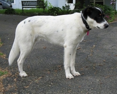 Right Profile - A large breed, tricolor white and black ticked with tan mix breed dog is standing on a black top.