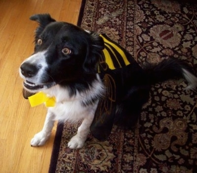 Billie the Border Collie sitting on a rug with a bee costume on and her mouth slightly open