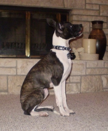 The right side of a brindle with white Bostalian puppy that is sitting across a carpet and in front of a fireplace.