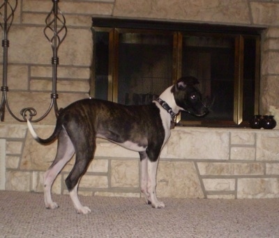 The right side of a brindle with white Bostalian puppy that is standing on a carpet and in front of a fireplace.