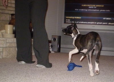 The back left side of a brindle with white Bostalian puppy that is standing in front of a TV with its paw over top of a dog toy.