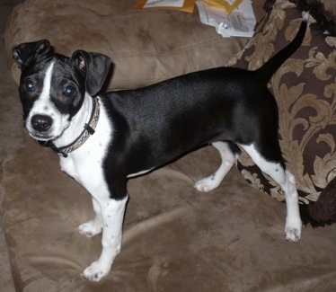 The left side of a black with white Bostalian puppy that is standing across a couch, in front of a pillow and it is looking forward.