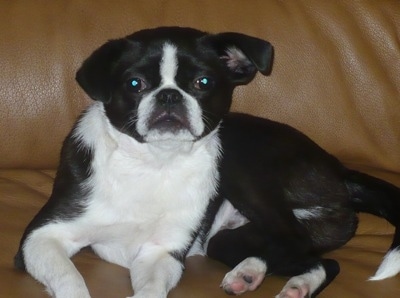 The left side of a black with white Boston Chin that is laying across a tan leather couch and it is looking forward.