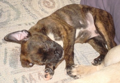 Topdown view of the left side of a brindle Boston Yorkie that is sleeping on a couch, next to another dog.