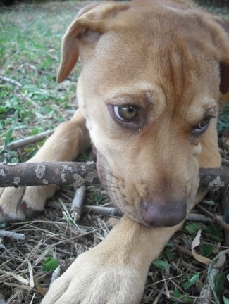 Close Up - Faith the Boxador puppy laying outside with a stick in its mouth