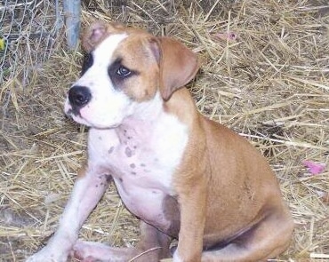 The left side of a brindle with white Boxane puppy that is sitting in straw, there is a chain link fence behind it and it is looking to the left.