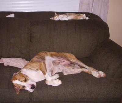The left side of a brindle with white Boxane that is sleeping on it side, on a couch and there is a Cat sleeping at the top of a couch, on its side also.
