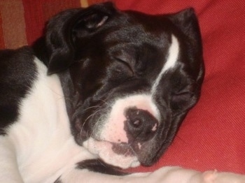 Close Up - The right side of a black and white Boxapoint puppy that is sleeping on a red pillow, on a couch.
