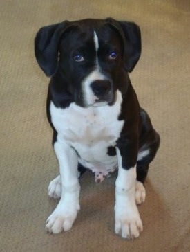 A black and white Boxapoint puppy is sitting on a carpet and it is looking forward.