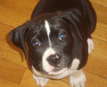 Close Up - Topdown view of a black and white Boxapoint puppy that is sitting on a hardwood floor and it is looking up.