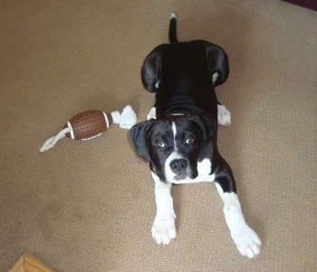 Topdown view of a black and white Boxapoint puppy that is laying on a carpet, next to a football toy and it is looking up.