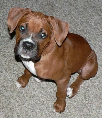 Midas the Boxer as a puppy sitting on carpet looking up at the camera holder