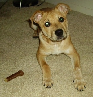 The front right side of a tan Boxita puppy that is laying on a carpet and next to it is a dog bone.
