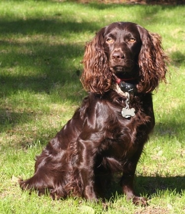 at what age is a boykin spaniel full grown