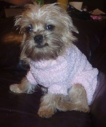 Gabrielle the Broodle Griffon puppy wearing a pink sweater on a leather couch