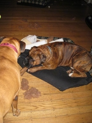 Bruno the Boxer laying on a dog bed and Allie the Boxer staning next to it