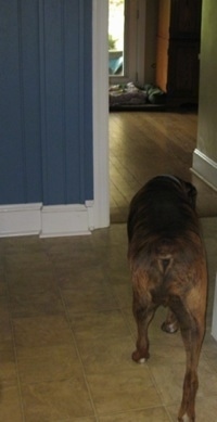 Bruno the Boxer walking out of a kitchen