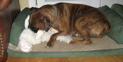 Bruno the Boxer giving Kung Foo Kitty a raspberry
