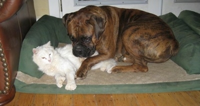Kung Foo Kitty cuddling with Bruno the Boxer in his dog bed