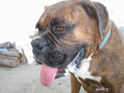 Close Up - Bruno the Boxer drooling
