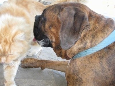 Bruno the Boxer drooling near a Cat