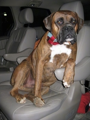 Bruno the Boxers sitting in a car seat