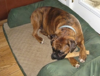 Bruno the Boxer laying in a dog bed chewing a dog bone