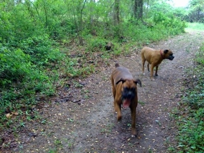 Bruno the Boxer is running down a trail with his tongue out. Allie the Boxer looking into the trees
