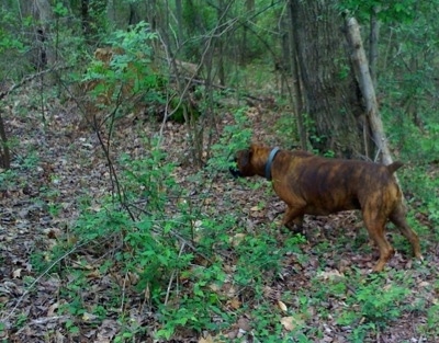 Bruno the Boxer exploring the forrest area