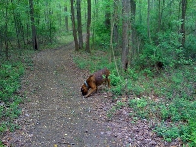 Bruno the Boxer walking down a trail in the woods