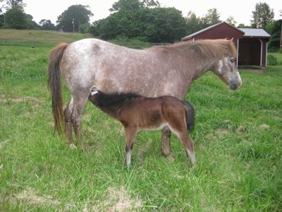 Budweiser the young colt nursing from Cupcake the mare