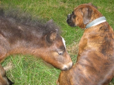 Budweiser the Young Colt smelling Bruno the Boxers bottom area