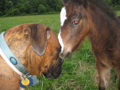 Budweiser the Young Colt smelling Bruno the Boxers face