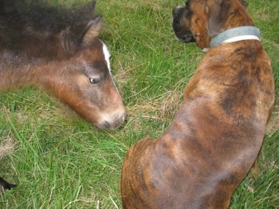 Budweiser the young colt approaching Bruno the Boxer