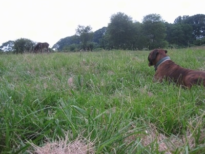 Bruno the Boxer watching Budweiser the Young Colt from a distance