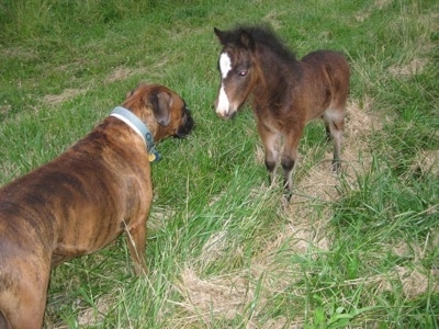 Bruno the Boxer standing in front of Budweiser the young colt