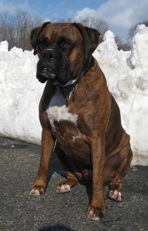 Bruno the Boxer sitting in front of a high mound of snow