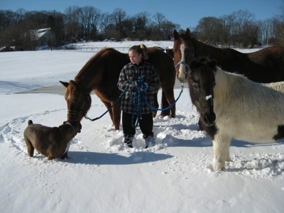 Bruno the Boxer sniffing one of the three horses with Amie