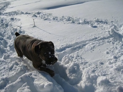 Bruno the Boxers face is covered in snow