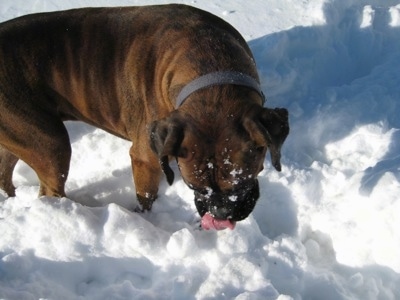 Bruno the Boxer looking at the snow with snow on his face with his tongue out